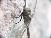 Aeshna constricta